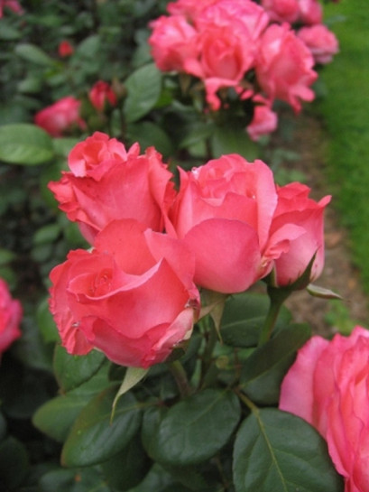 Aachener Dom róże wielkokwiatowe