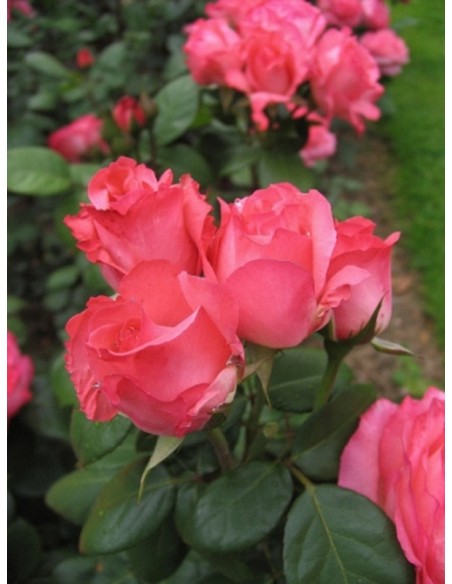 Aachener Dom róże wielkokwiatowe