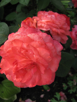 Aachener Dom róże wielkokwiatowe 2