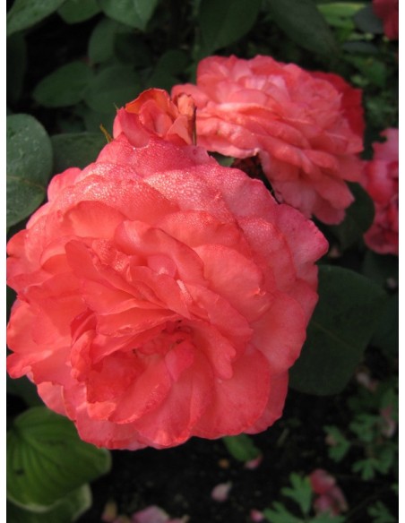 róże wielkokwiatowe Aachener Dom