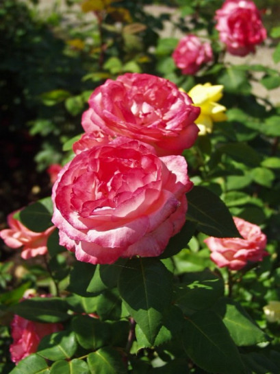 Aachener Dom wielkokwiatowe róże