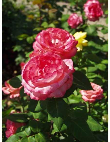 Aachener Dom wielkokwiatowe róże