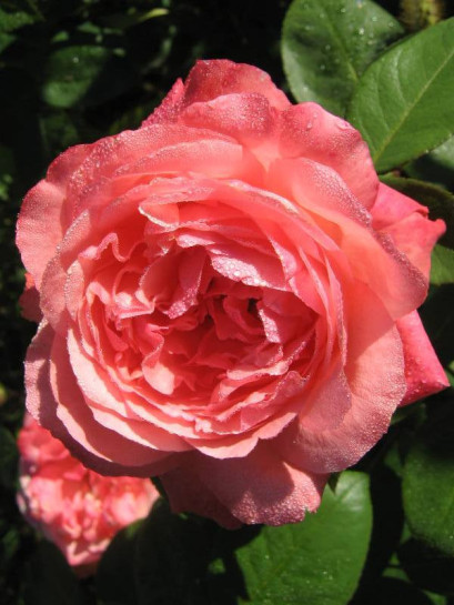  wielkokwiatowe róże Aachener Dom