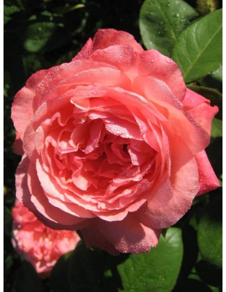  wielkokwiatowe róże Aachener Dom