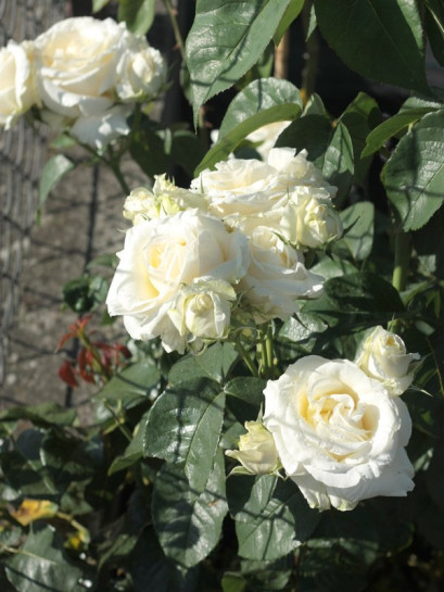 białe róże wielkokwiatowe Chopin