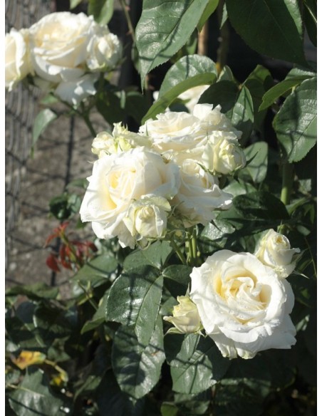 białe róże wielkokwiatowe Chopin