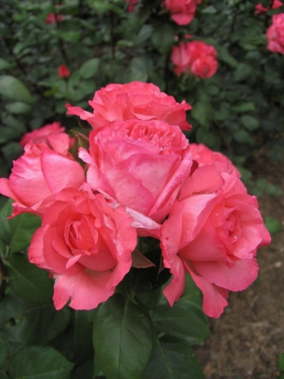 Aachener Dom odporne róże wielkokwiatowe