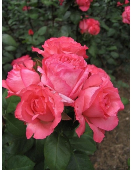 Aachener Dom odporne róże wielkokwiatowe