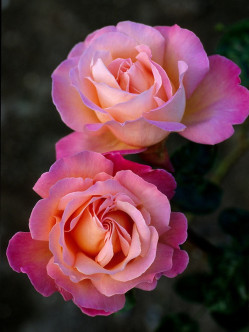 Chicago Peace róże wielkokwiatowe