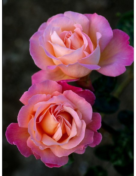 Chicago Peace róże wielkokwiatowe