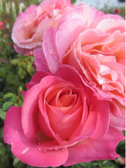 Chicago Peace róże wielkokwiatowe 2