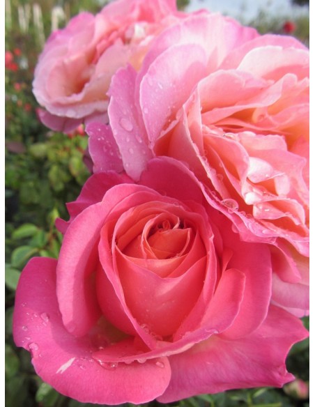 róże wielkokwiatowe Chicago Peace