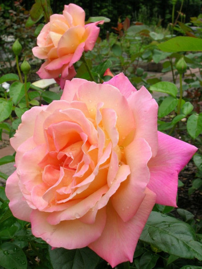 wielkokwiatowe róże Chicago Peace