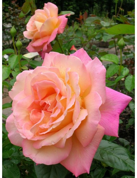 wielkokwiatowe róże Chicago Peace