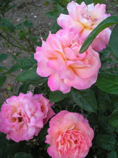 Chicago Peace wielkokwiatowe róże