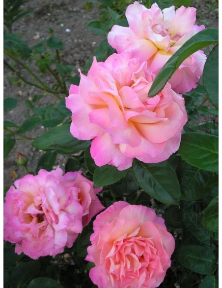 Chicago Peace wielkokwiatowe róże