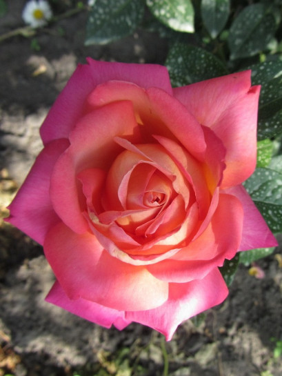 Chicago Peace morelowe róże wielkokwiatowe