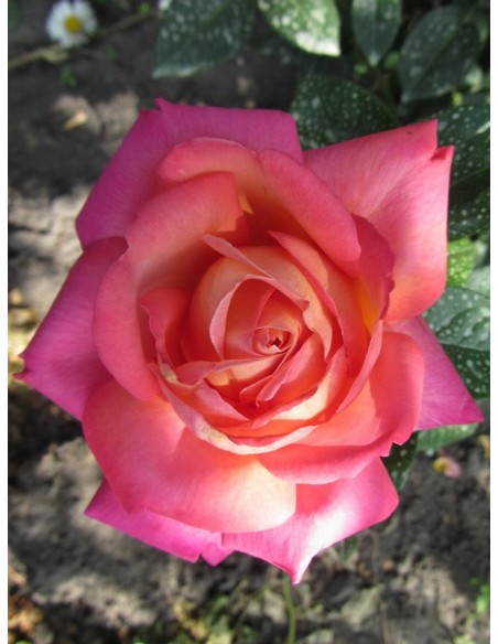 Chicago Peace morelowe róże wielkokwiatowe