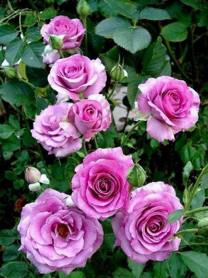 Violette Parfumee gpt pnące róże