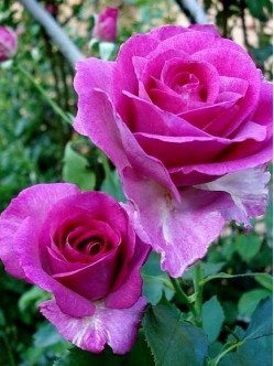 Violette Parfumee gpt pnące róże 2