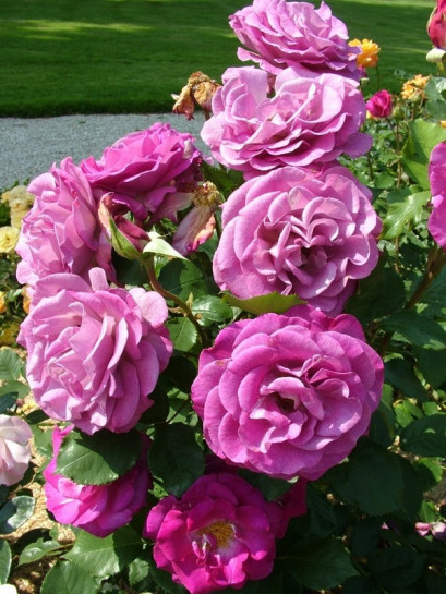 Violette Parfumee gpt róże pnące