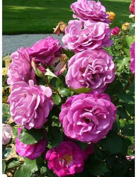 Violette Parfumee gpt róże pnące