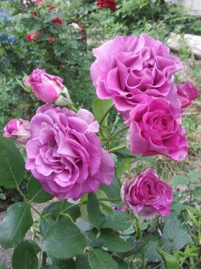 Violette Parfumee gpt róże pnące