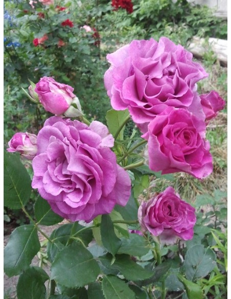 Violette Parfumee gpt róże pnące