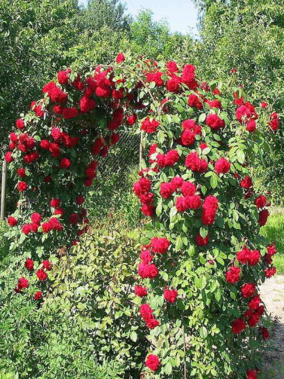 czerwone róże pnące sympatia