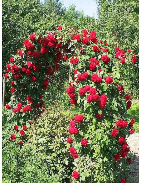 czerwone róże pnące sympatia