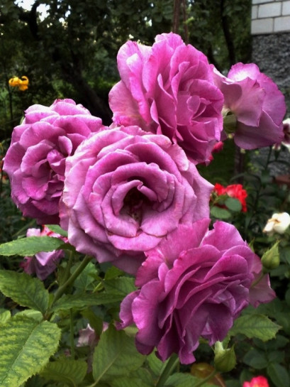 pnące róże Violette Parfumee gpt