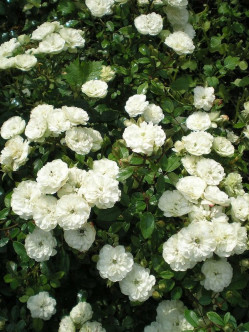 Alba Meidiliand róże okrywowe Gl 1.jpg