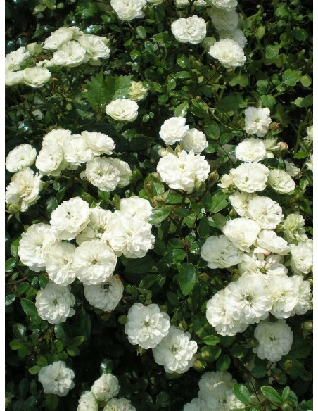 Alba Meidiliand róże okrywowe Gl 1.jpg