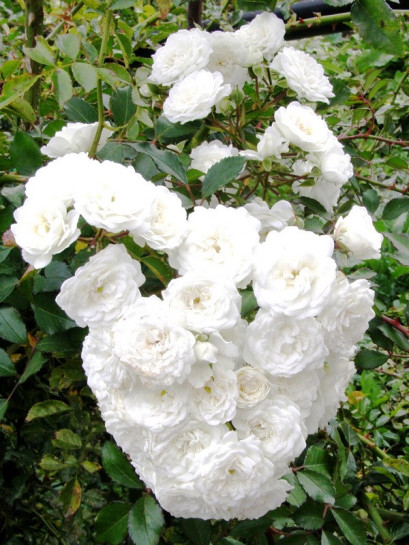 Alba Meidiliand róże okrywowe Gl 2.jpg