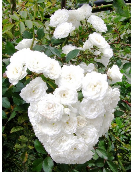 Alba Meidiliand róże okrywowe Gl 2.jpg