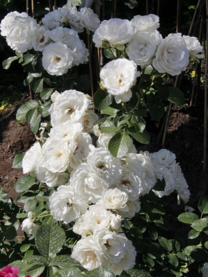 Alba Meidiliand róże okrywowe Gl 3.jpg