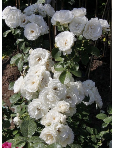 Alba Meidiliand róże okrywowe Gl 3.jpg