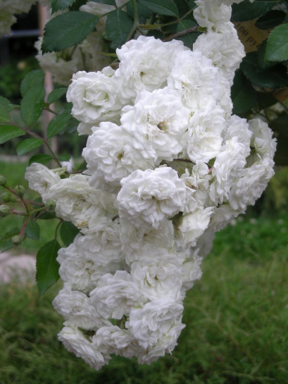 Alba Meidiliand róże okrywowe Gl 4.jpg