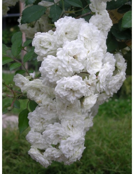 Alba Meidiliand róże okrywowe Gl 4.jpg