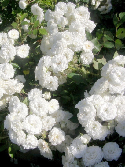 Alba Meidiliand róże okrywowe Gl 5.jpg