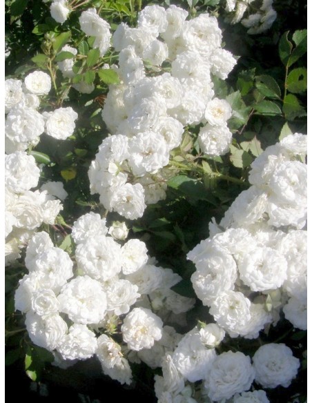 Alba Meidiliand róże okrywowe Gl 5.jpg