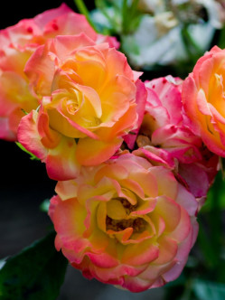 baby masquerade róże miniaturowe Gl 1.jpg