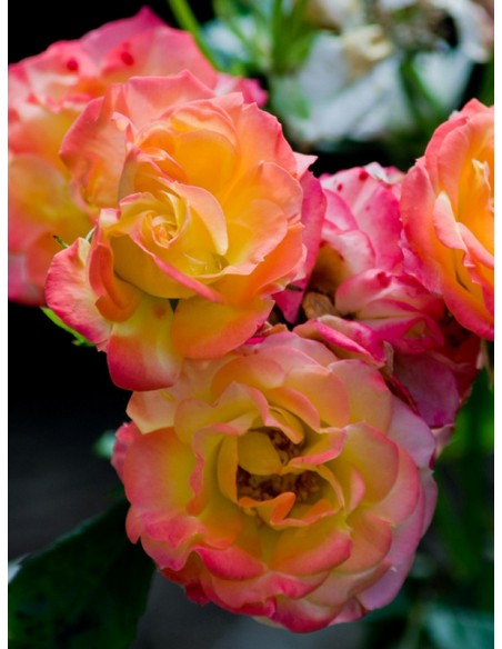 baby masquerade róże miniaturowe Gl 1.jpg