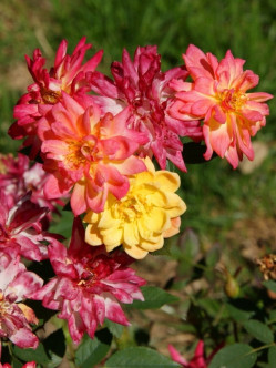 baby masquerade róże miniaturowe Gl 1.jpg 2