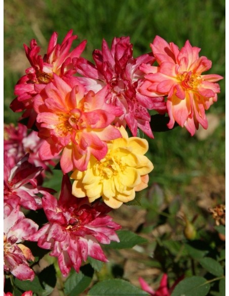 baby masquerade róże miniaturowe Gl 4.jpg