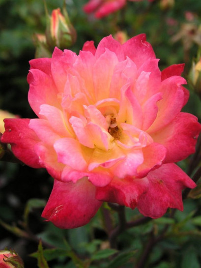 baby masquerade róże miniaturowe Gl 3.jpg