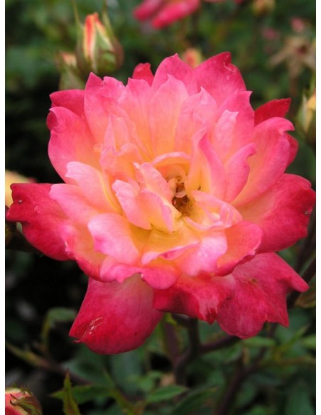 baby masquerade róże miniaturowe Gl 3.jpg