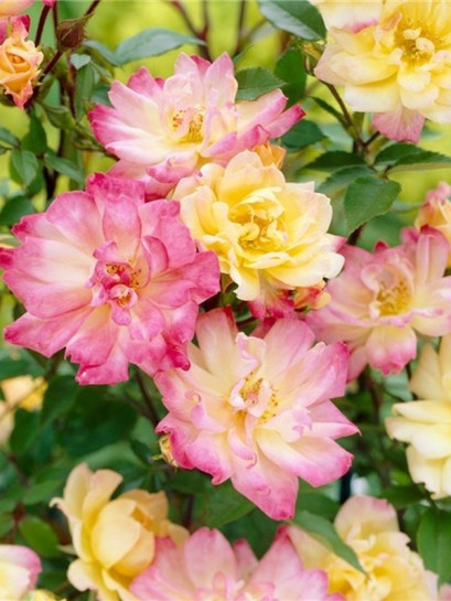 baby masquerade róże miniaturowe Gl 2.jpg