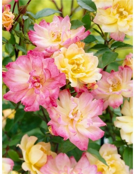 baby masquerade róże miniaturowe Gl 2.jpg