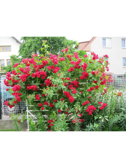 czerwone róże pnące